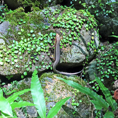 Plestiodon japonicus