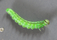 Euura scutellata