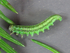 Euura scutellata