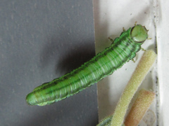 Euura scutellata
