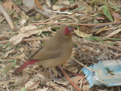 Lagonosticta senegala