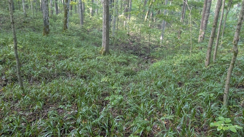 American beak grass (Diarrhena americana)