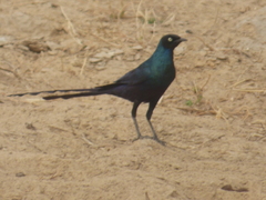 Lamprotornis caudatus
