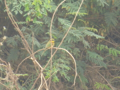 Merops viridissimus