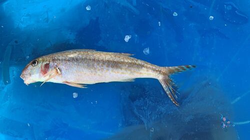 Pors mul (Upeneus pori) — Mullidae — 3
