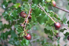 Prunus ilicifolia ilicifolia