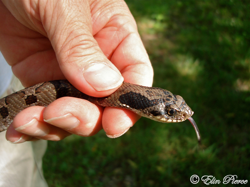 Heterodon platirhinos