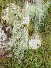 Usnea scabrata