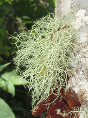 Usnea scabrata