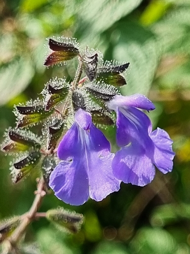 bitter Mexican sage
