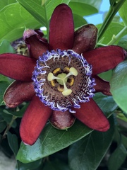 Passiflora alata