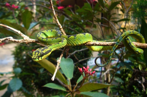 Photo of a Ceylon Pit Viper (Craspedocephalus trigonocephalus)
