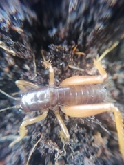 Cratomelus
