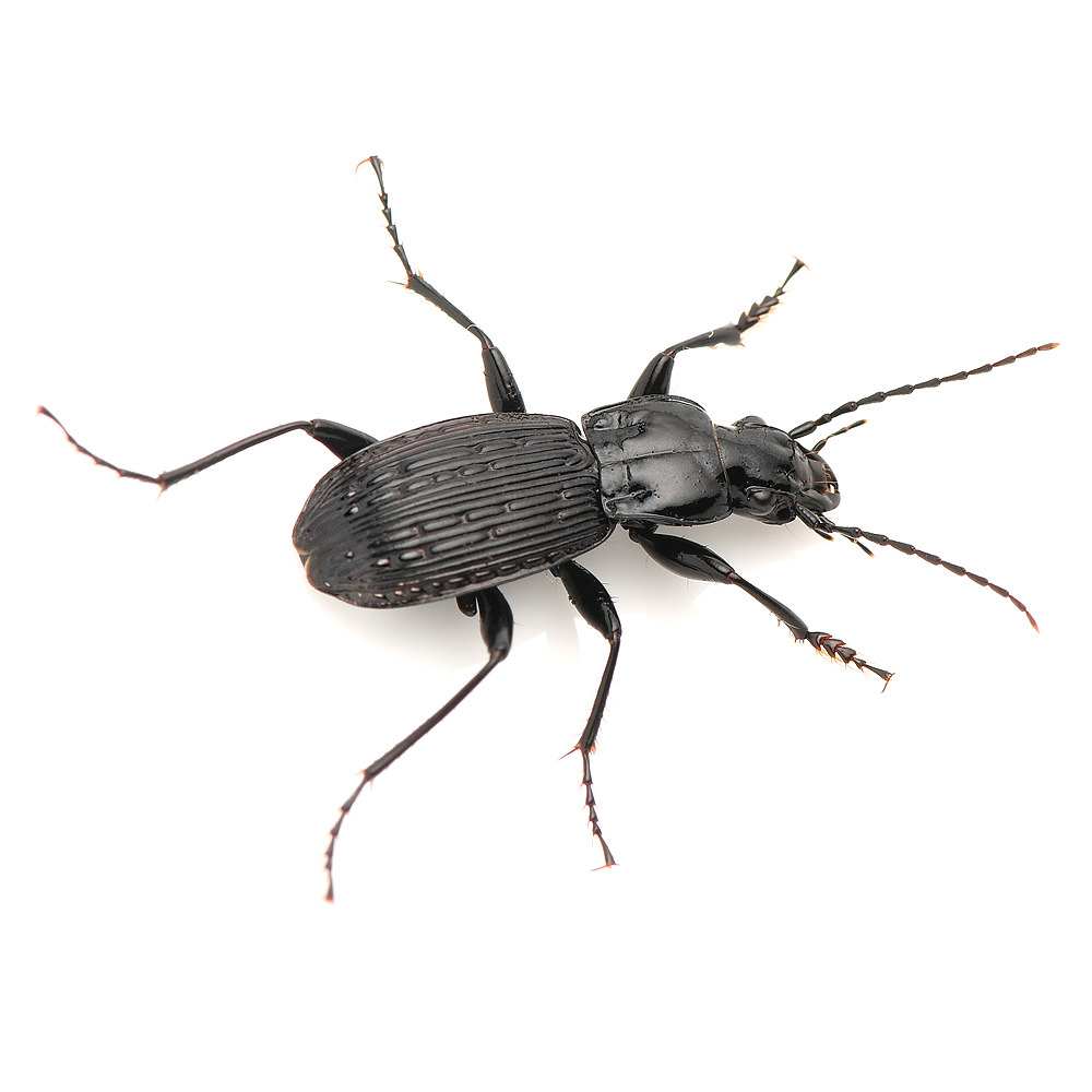 Johnson's Waterfall Carabid Beetle