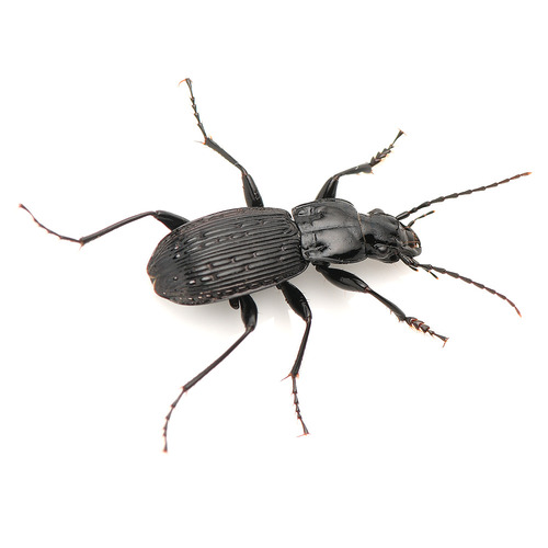 Pterostichus johnsoni