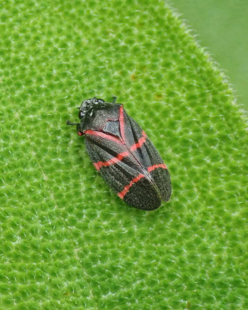 Aeneolamia contigua