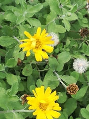 Heterotheca mucronata