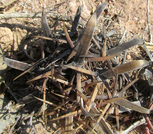 Ferocactus latispinus