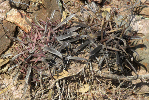 Ferocactus latispinus
