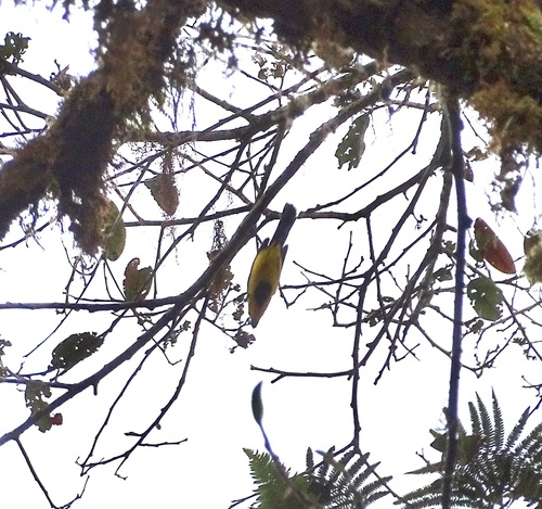 Black-breasted Boatbill (Machaerirhynchus nigripectus), photo 3
