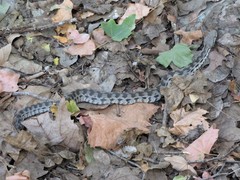 Macrovipera lebetinus