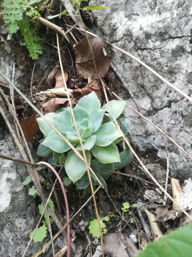Echeveria simulans Rose