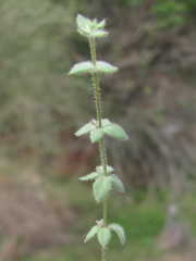 Galium texense