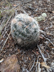 Escobaria dasyacantha