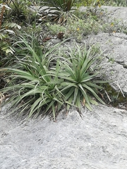 Agave bracteosa