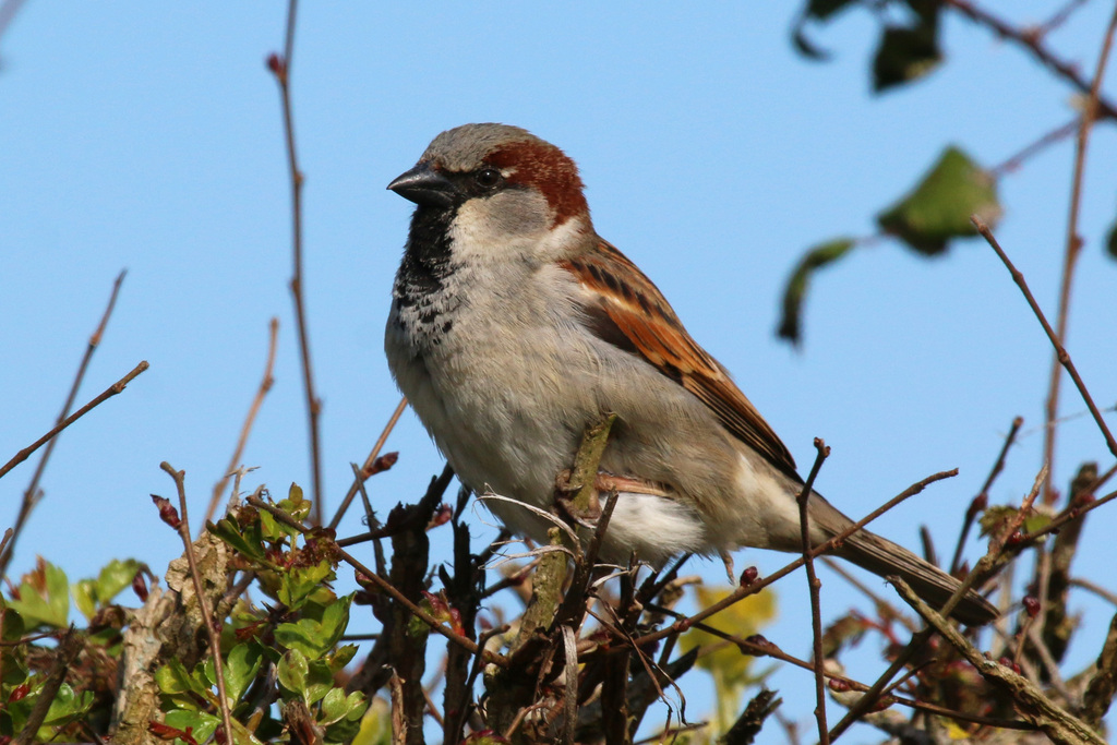House Sparrow