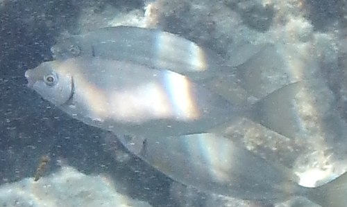 Siganus rivulatus