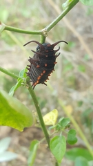 Battus philenor