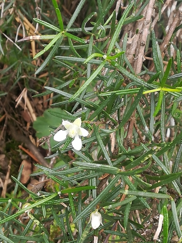 Image of Fendlera linearis by (c) Francisco Martínez González, some rights reserved (CC BY-SA)
