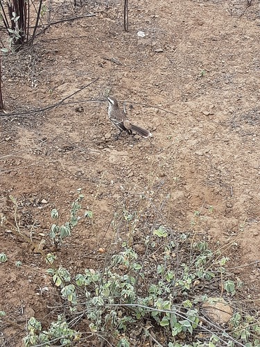 Chalk-browed Mockingbird