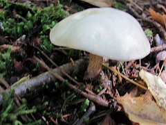 Suillus placidus