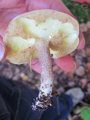 Suillus placidus
