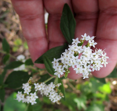 Stevia serrata
