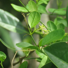 Vincetoxicum carnosum