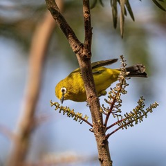 Zosterops senegalensis
