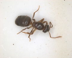 Formicidae