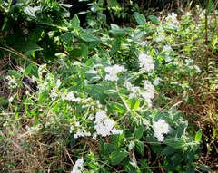 Stevia serrata