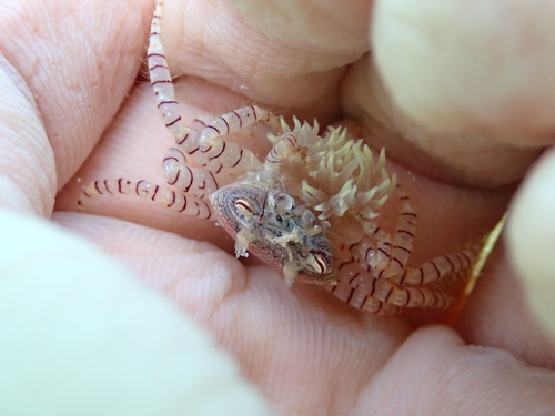 Lybia edmondsoni observed 2025-08-07