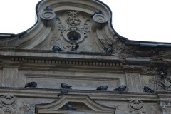 Columba livia domestica