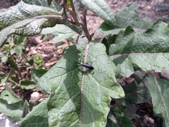 Epicauta curvicornis