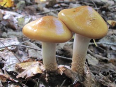 Cortinarius trivialis