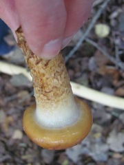 Cortinarius trivialis