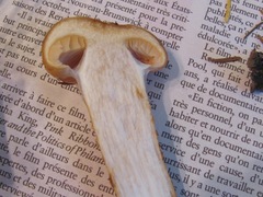 Cortinarius trivialis