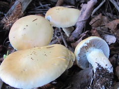 Stropharia subcaperata