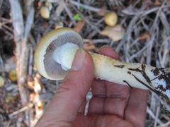 Stropharia subcaperata