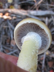 Stropharia subcaperata